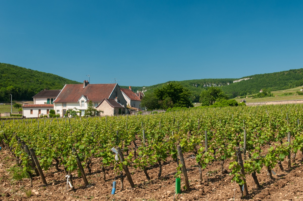 Gevrey-Chambertin vineyards, Côte de Nuits